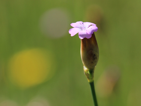 Sprossende Felsennelke (Petrorhagia prolifera) | © Dr. Stefan Böger / Regierung von Mittelfranken Sprossende Felsennelke (Petrorhagia prolifera) | © Dr. Stefan Böger / Regierung von Mittelfranken