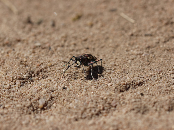 Sandlaufkäfer | © Dr. Stefan Böger / Regierung von Mittelfranken Sandlaufkäfer | © Dr. Stefan Böger / Regierung von Mittelfranken