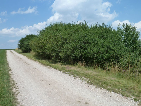 Hecken sind nicht nur natürliche Zäune, sie sind Biotope.  | © Landschaftspflegeverband Mittelfranken Hecken sind nicht nur natürliche Zäune, sie sind Biotope.  | © Landschaftspflegeverband Mittelfranken