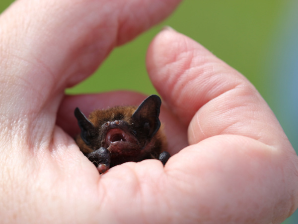Zwergfledermaus | © Dr. Stefan Böger / Regierung von Mittelfranken Zwergfledermaus | © Dr. Stefan Böger / Regierung von Mittelfranken